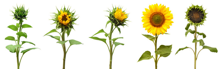 Collection sunflower flower evolution stages isolated on white background. Seeds and oil. Flat lay, top view