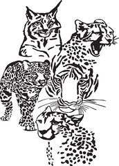 Collection of Leopards, Cheetahs and Lynx in Black and White vector illustration