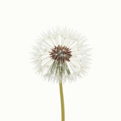 Fototapeta premium Close up White Dandelion Flower Head with Seeds on White Background