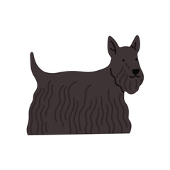 Illustration of Scotch terrier dog standing. Can be used for pet-related marketing materials, educational content about breeds, prints, cards etc. Vector illustration isolated on white background. 
