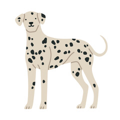 Illustration of Dalmatian dog standing. It can be used for pet-related marketing materials, educational content about breeds, prints, cards etc. Vector illustration isolated on white background. 