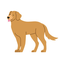 Illustration of Golden Retriever dog standing. It can be used for pet-related marketing materials, educational content about breeds, prints, cards etc. Vector illustration isolated on white background