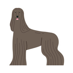 Illustration of Afghan Hound dog standing. Can be used for pet-related marketing materials, educational content about breeds, prints, cards etc. Vector illustration isolated on white background. 