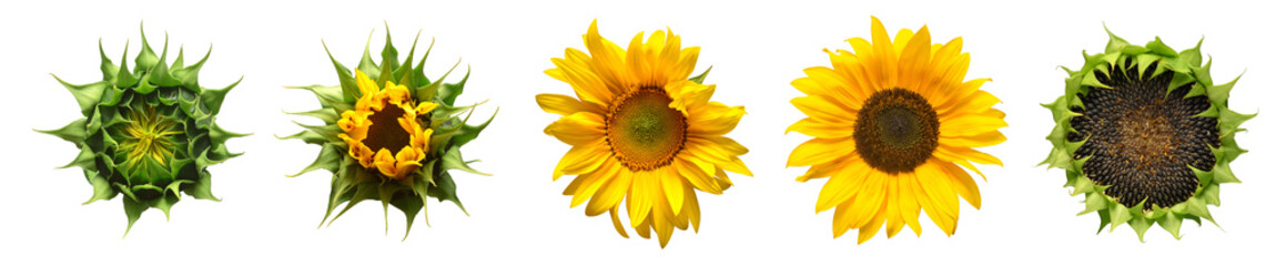Collection sunflower flower evolution stages isolated on white background. Seeds and oil. Flat lay,...