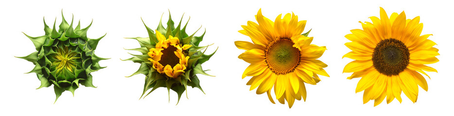 Fototapeta premium Collection sunflower flower evolution stages isolated on white background. Seeds and oil. Flat lay, top view