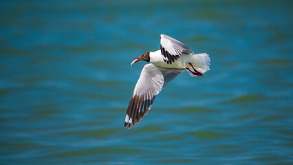 A Brown-headed Gull (Chroicocephalus brunnicephalus) glides over the ocean, clutching a freshly caught fish in its beak