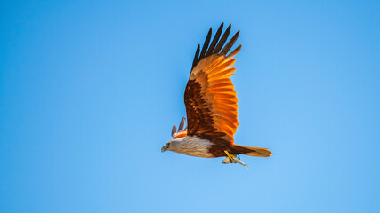 Brahminy Kite flies across the sky, clutching a fish in its talons. Skilled hunter against a clear...