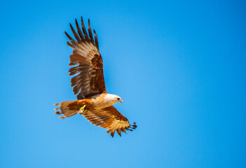 Brahminy Kite soars through the clear blue sky with wings fully spread and eyes focused. 