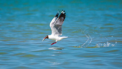 A Brown-headed Gull catches a fish in its beak and takes off.