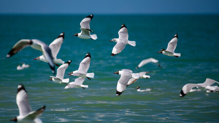 A flock of Brown-headed Gulls flying above the shimmering waters of Talaimannar, Sri Lanka, 