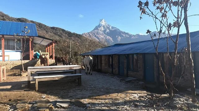 Scenic Trekking Journey to Mardi Himal High Camp in Nepal