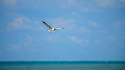 A Brown-headed Gull (Chroicocephalus brunnicephalus) hovers mid-air with wings fully extended against the blue sky of Talaimannar, Sri Lanka