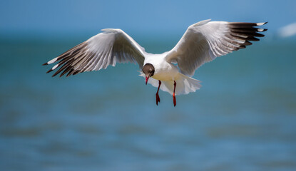 A Brown-headed Gull (Chroicocephalus brunnicephalus) hovers mid-air with wings fully extended