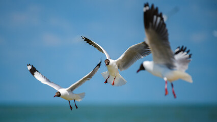 Three Brown-headed Gulls (Chroicocephalus brunnicephalus) hover over the sea at Talaimannar, Sri Lanka