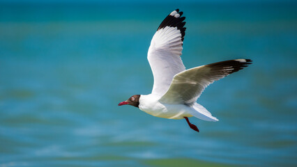 A Brown-headed Gull (Chroicocephalus brunnicephalus) glides effortlessly over the waters, wings fully extended in flight. 