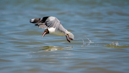 Brown-headed Gull (Chroicocephalus brunnicephalus) lifts gracefully from the surface of the water with a freshly caught fish