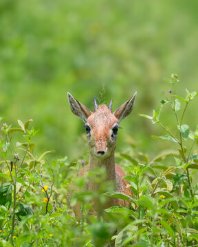 A Kirk dik-dik portrait in lush green bushes and grass in Serengeti National park. Tanzania, Africa.