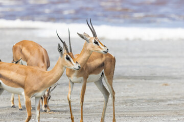 Cute Gazelle Antelopes at Lake Ndutu , Tanzania, Africa