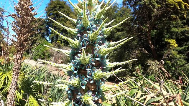 Chilean Puya berteroniana, botanical garden, San Francisco, California, U.S.A