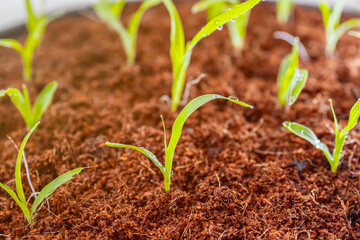 Close up view of young green seedling growing in coir rich soil background. Perfect for themes around agriculture, nature, planting, and home gardening.