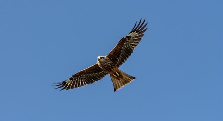 Fototapeta premium Majestic red kite soars gracefully against a clear blue sky backdrop