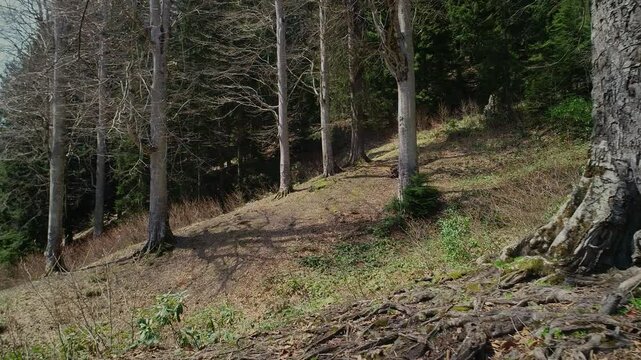 path in the woods
