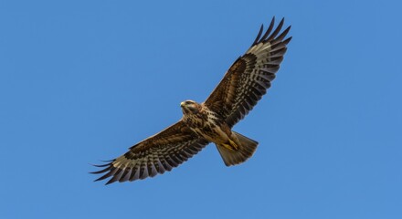 Majestic common buzzard soars effortlessly across the clear blue sky with wings fully extended showing intricate feather patterns