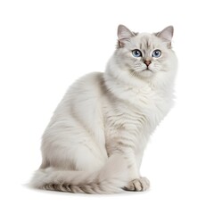 Obraz premium british shorthair cat