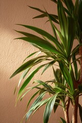palm tree branch