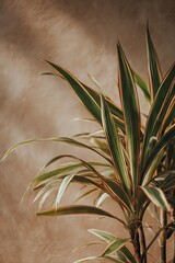 Fototapeta premium close up of aloe vera