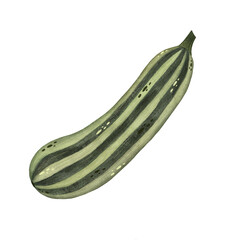 Watercolor zucchini illustration isolated on white background, Hand-drawn fresh zucchini harvest watercolor illustration, Vegetarian organic food art, Painted raw and vegan cooking ingredients