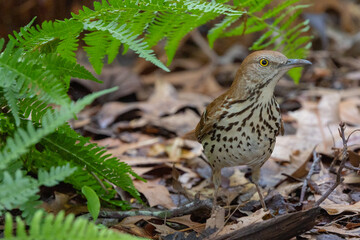 Brown thrasher in leaves