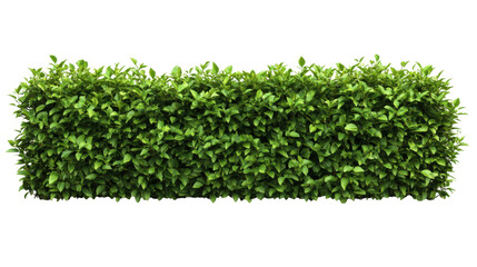 lush green hedge providing natural privacy on white background