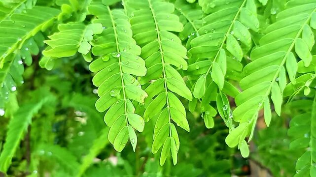 Tamarind green leaves on water drops