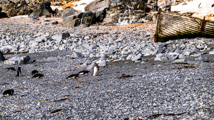 Hope Bay Antarctica photography with beautiful landscapes and penguins