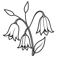 Bluebell flower line art vector
