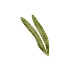 green beans isolated on white