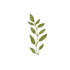 laurel wreath isolated on white