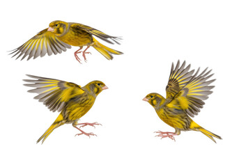 Obraz premium Three Birds in Flight Displaying Vibrant Plumage