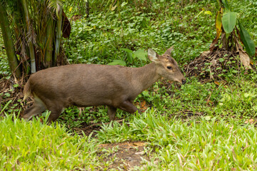 Wild deer in a natural habitat.