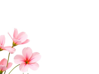 Fototapeta premium Delicate, soft-petaled pink lotus flowers with subtle, creamy yellow centers bloom in the three corners of the composition, their gentle curves and intricate details contrasting against a pristine, cr