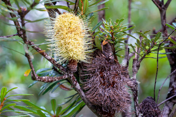 Silver banksia inflorescence (banksia marginata) with remains of previous seasons flower, Cradle Mountain - Lake St Clair National Park, Tasmania, Australia