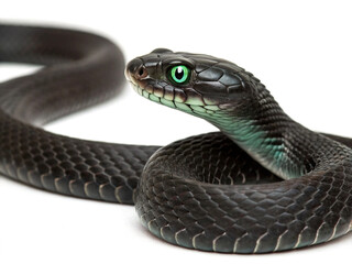 Close up of a black snake with striking green eyes on white background