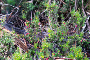 Obraz premium Coastal pinkberry or crimson berry or pink mountain berry shrub (leptecophylla oxycedrus or juniperina) with berries and flowers