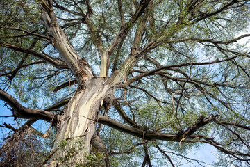 Crown of white peppermint tree (eucalyptus pulchella) forming canopy in the temperate rainforest, Cradle Mountain - Lake St Clair National Park, Tasmania, Australia