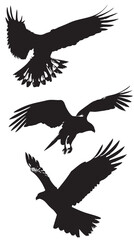 Fototapeta premium Hawks silhouette isolated in White background