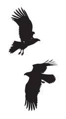 Obraz premium Hawks silhouette isolated in White background