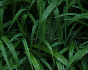 雨に濡れる葉 / Leaves Wet with Rain