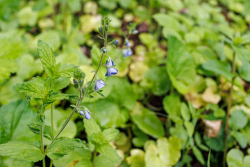 Close-up of delicate blue Speedwell flowers (Veronica chamaedrys) emerging from a bed of leafy green undergrowth in springtime.