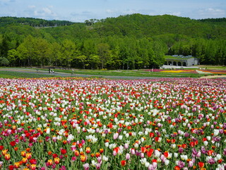 北海道の風景 滝野すずらん丘陵公園